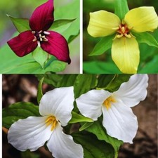 Trillium Mixed ( Trillium