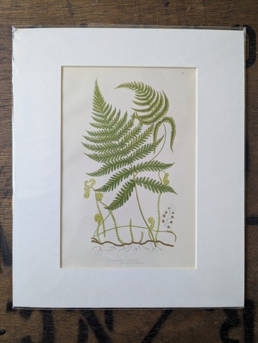 Antique 1870s anne pratt fern - antique,