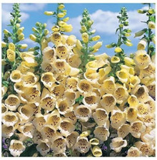 Flower - Digitalis /Foxglove – Primrose Yellow- 1500 Premium Seeds - 1st 