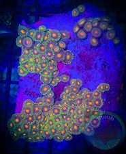 SAF~ 3 x 3. 5 Inch Zoanthid