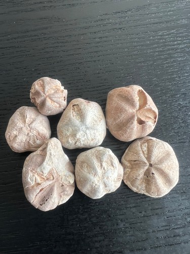 Small sea urchins natural - 7,