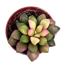 Anacampseros Rufescens