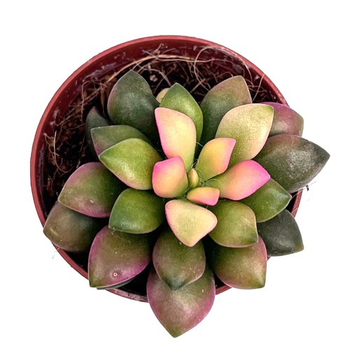 Anacampseros rufescens - anacampseros,
