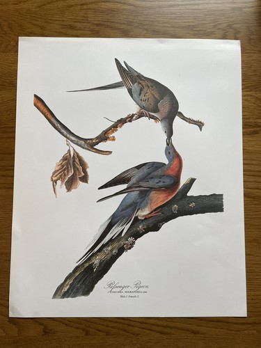 From the 1964 - the, audubon