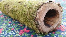 Log with moss, natural hole