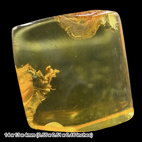 Baltic amber fossil ant - baltic,