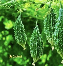 6 Fresh Bangladeshi Bitter