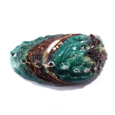2Pcs Abalone Green Haliotis