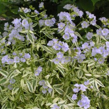 Polemonium 'Stairway to