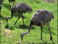 FRESH FERTILE RHEA HATCHING