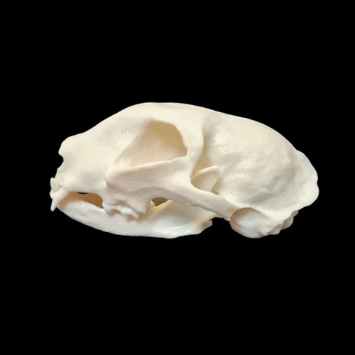 Resin siamese cat skull - resin,