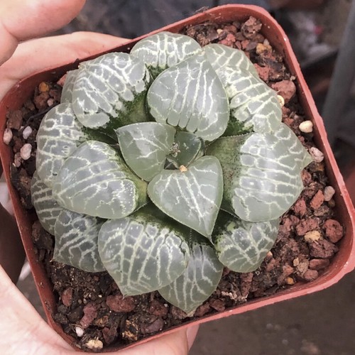 6cm succulent plant haworthia - 6cm,