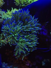 Large Ultra Euphyllia Colony Lps Wysiwyg Coral 