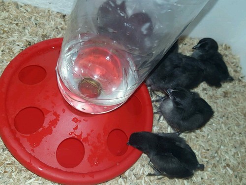 Chick quail bottle drinker 2 - quail, x