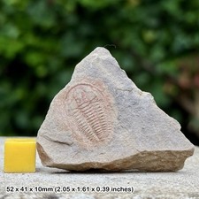 Rare Redlichia Trilobite