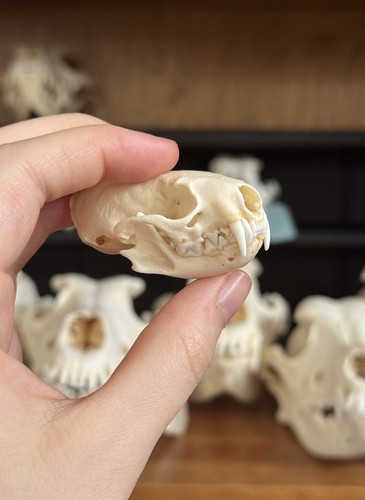 Taxidermy skeleton bones