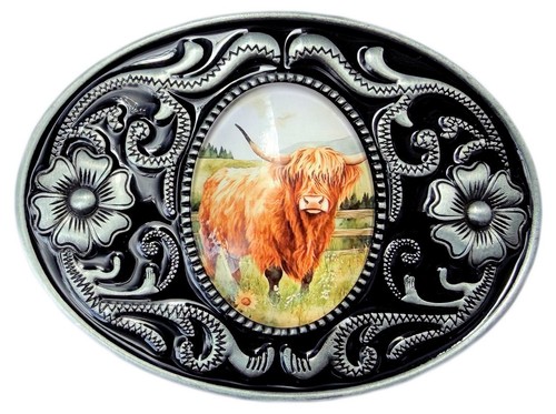 Highland cow farmyard animal - cow,