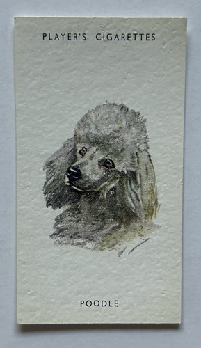 Player dogs heads - player’s,