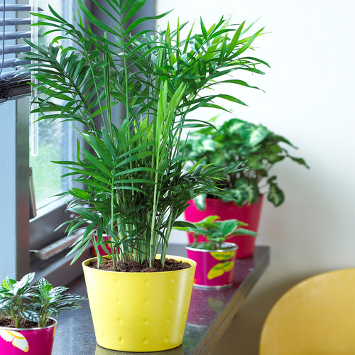 Chamaedorea palm elegans - palm,