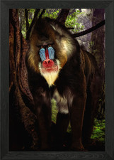 Warrior mandrill framed - mandrill, wall