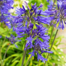 3 x Agapanthus 'Navy Blue' 9cm