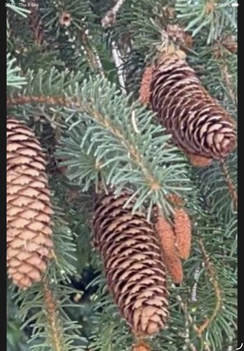 Extra large pine spruce - 30,