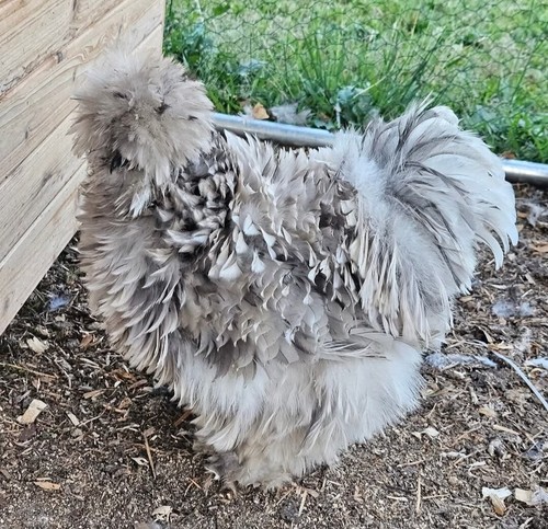 Silkie satin frizzle - 12+, satin,