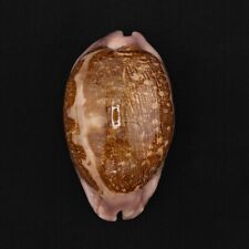 Lepori Cypraea mappa viridis 60.6mm 2005B4 Sea Shells Seashells Rostrate Rare