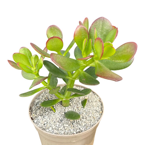Crassula ovata jade plant - ovata, |