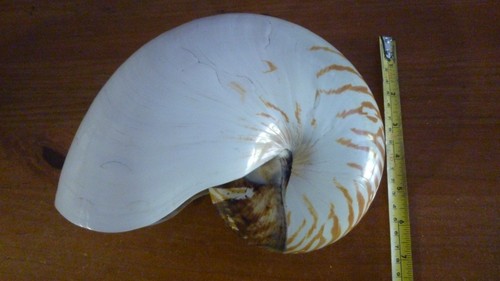 Huge nautilus shell - huge,