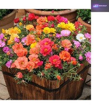 Mixed UK Moss Rose Seeds for