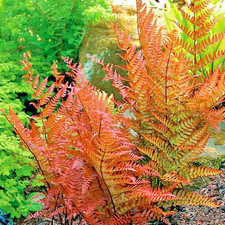 Japanese autumn fern - japanese,