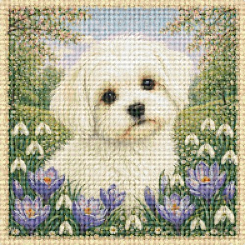 Maltese puppy dog spring - puppy,