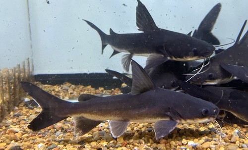 Papuan catfish live - 6-7”+, -live