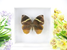 Common Faun - real beautiful