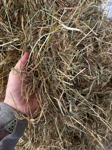 Irish fresh meadow hay bale - fresh,
