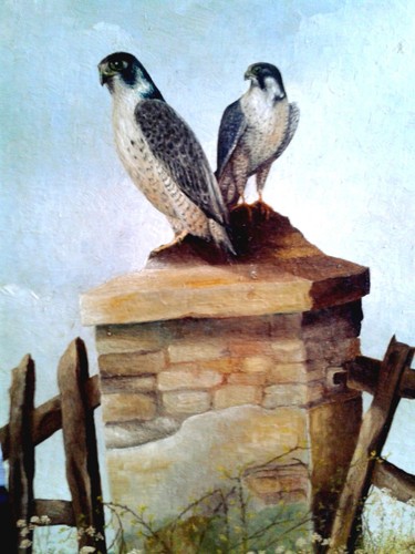 Peregrine falcons - peregrine, falcons, 