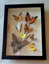 VINTAGE FRAMED DISPLAY OF