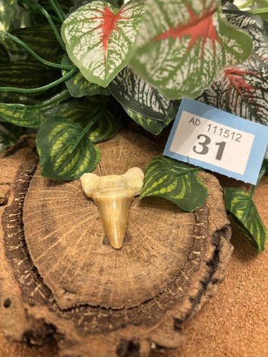Authentic fossil otodus shark - fossil,
