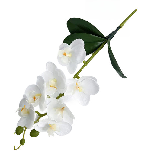 Phalaenopsis orchid - phalaenopsis, 7