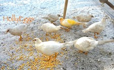 PRE-SALE 6 Peach Golden