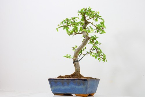 Chinese elm bonsai and - bonsai,