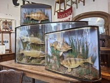 Collection Of Antique Victorian/Edwardian J.Cooper & Sons Cased Taxidermy Fish