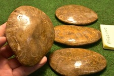 Fossil coral head polished - coral,