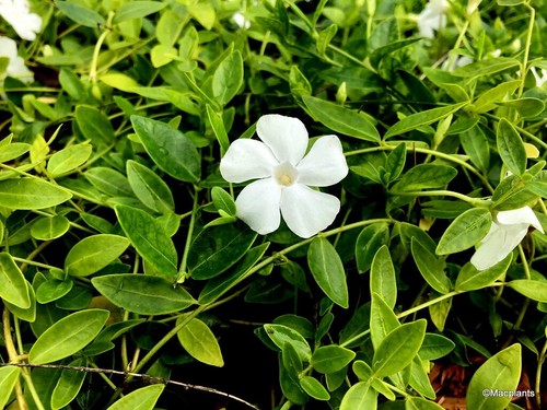Vinca minor gertrude - x3,