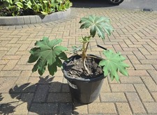 Tetrapanax papyrifer rex 14L