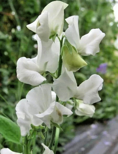 Seeds sweet pea royal - 50,