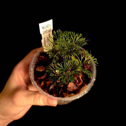 Elaphoglossum peltatum fern - peltatum,