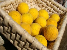 Hardy Lemon, Bitter Orange
