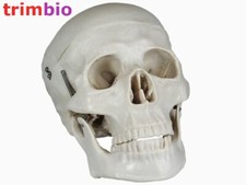 Life size Human Skull Model